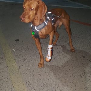 הסד של שאטל הכלב