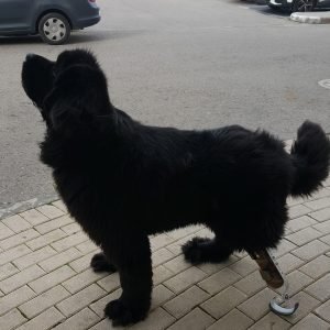 הפרוטזה של ליאו הכלב