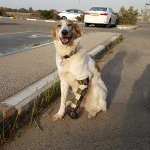 הפרוזה של לוסי הכלבה