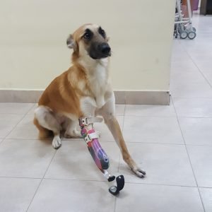 פרוטזה של ג'לי הכלבה