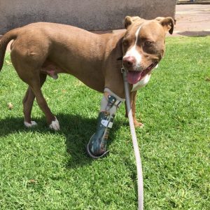 הפרוטזה של תמיר