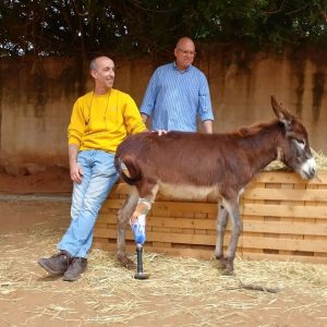 מיקו החמור עם פרוטזה
