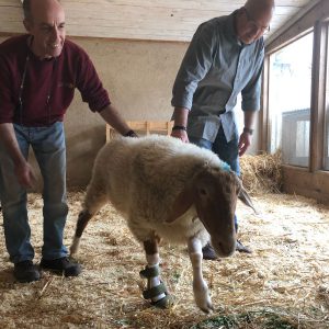 הסד של גרי הכבש